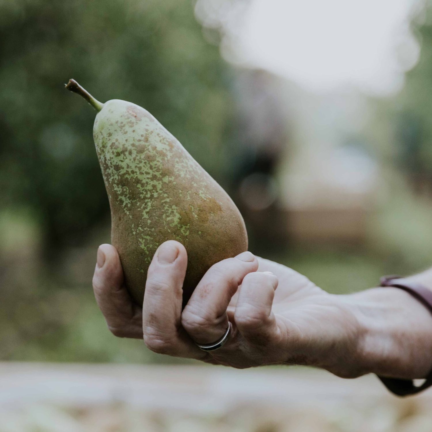 FOTOGRAFIAS_RECOLECCION-18