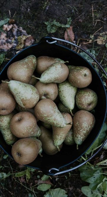 FOTOGRAFIAS_RECOLECCION-36 - copia