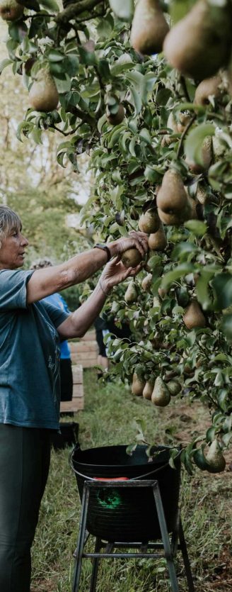 FOTOGRAFIAS_RECOLECCION-44